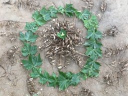 LandArt